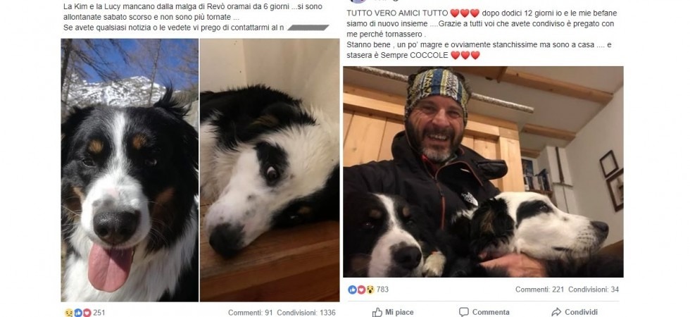 Foto tratte da Facebook Aiutatemi a cercare le mie cagnoline'': appello su Facebook da 1.336 condivisioni